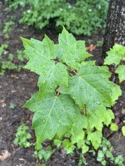 Acer rubrum