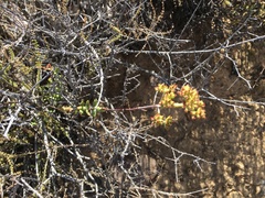 Crassula subaphylla