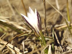 Crocus reticulatus