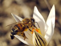 Apis mellifera