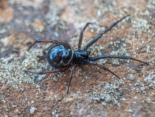 Steatoda diamantina