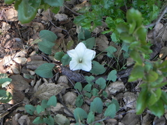 Calystegia subacaulis subacaulis