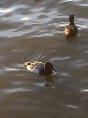 Aythya affinis