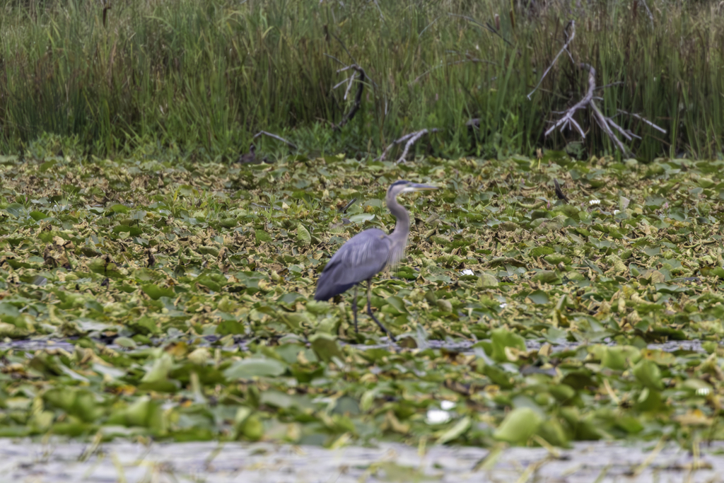 Great Blue Heron From Waterloo Regional Municipality ON Canada On   Large 