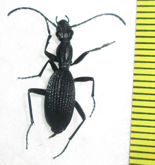 Cypholoba gracilis