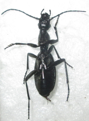 Cypholoba gracilis