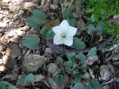 Calystegia subacaulis subacaulis