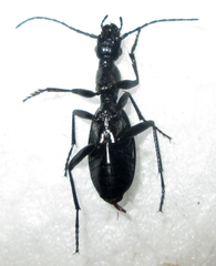 Cypholoba gracilis