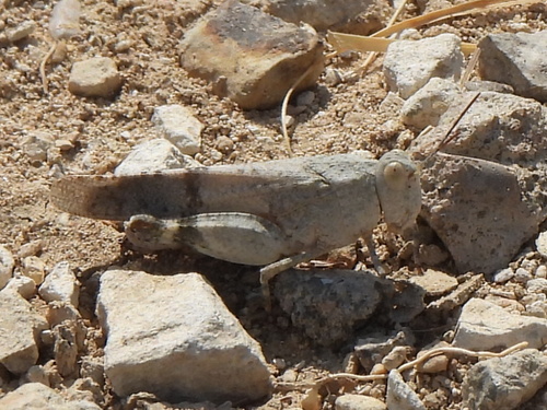 Aztec Grasshopper