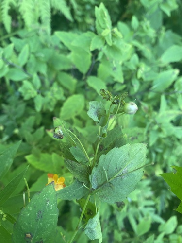 Jewelweed Gall Midge photo 4