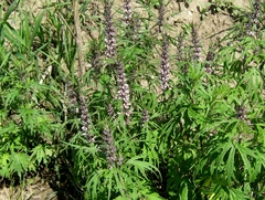 Leonurus glaucescens