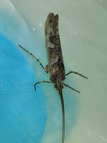 Mottled Sedge, 3439 LX Nieuwegein, Nederland, photo 6 of 10