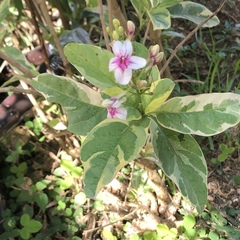Pseuderanthemum carruthersii