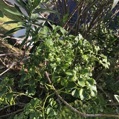 Pseuderanthemum carruthersii