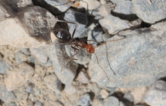 Endiodioctes