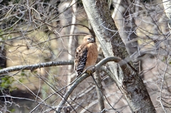 Buteo lineatus lineatus