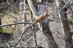 Buteo lineatus lineatus