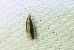 Orthotrichia