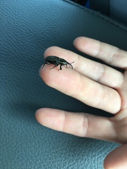 Sphenophorus australis