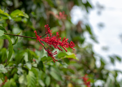 Odontonema
