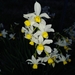 Bunch-flowered Daffodil - Photo (c) Chris Taklis, some rights reserved (CC BY), uploaded by Chris Taklis