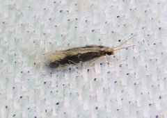 Orthotrichia