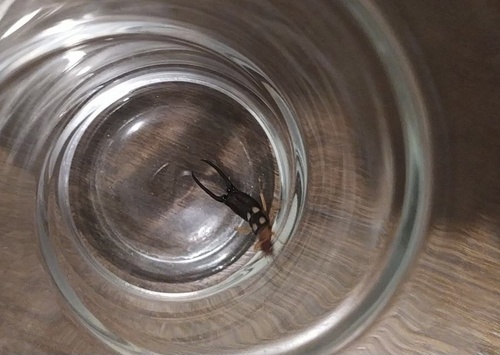 Smyrnean Earwig