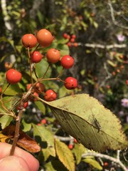 Crataegus viridis