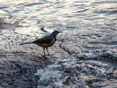 Motacilla flaviventris