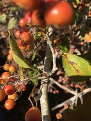 Crataegus viridis
