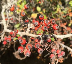 Crataegus viridis