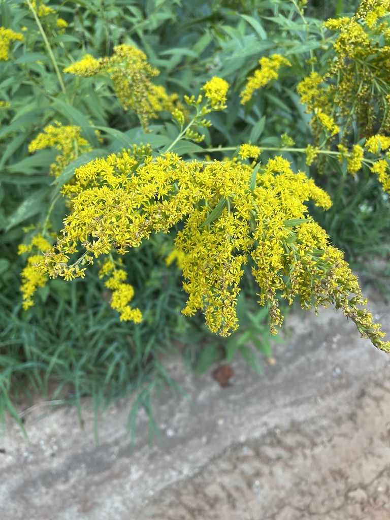 giant goldenrod from Paul Beck Rd, Lexington, NC, US on September 2, 2023 at 0600 PM by