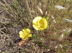 Calochortus luteus