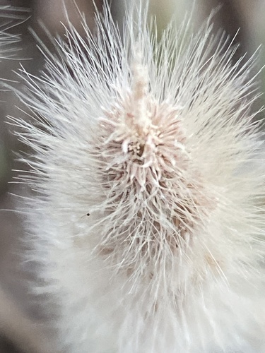 rabbitfoot grass