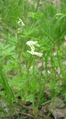Corydalis capnoides