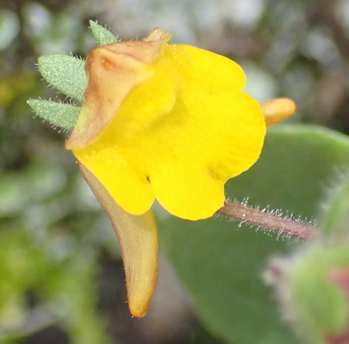 Image of Hemimeris gracilis by (c) Nicola van Berkel, some rights reserved (CC BY-SA)
