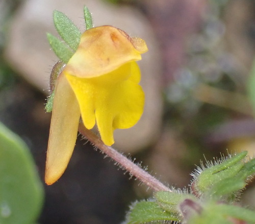 Fine Yellowface (Hemimeris gracilis)