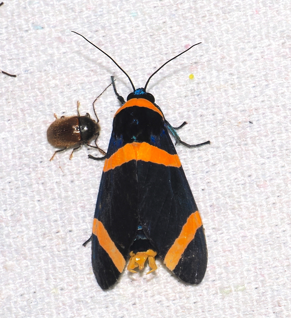 Viviennea griseonitens