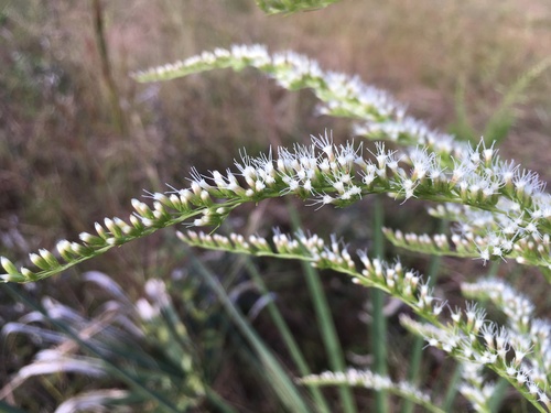 Eupatorium leptophyllum DC.