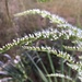 Eupatorium leptophyllum - Photo (c) Eric M Powell, algunos derechos reservados (CC BY-NC), subido por Eric M Powell