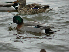 Anas platyrhynchos × Mareca americana