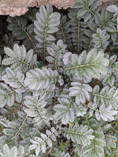 common silverweed