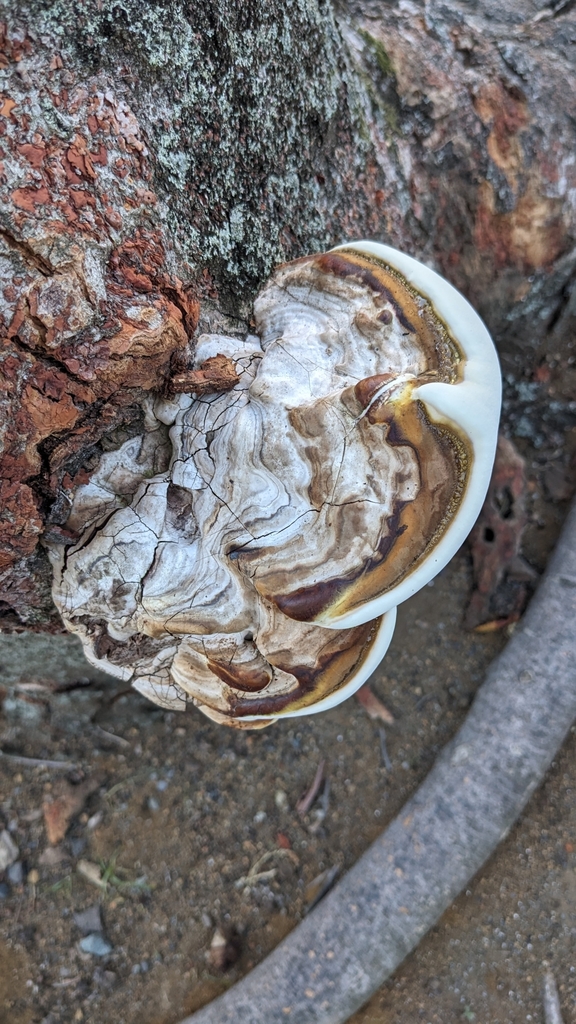 Ganoderma applanatum · September 2023 · photo: © atsushi_nakajima_cirque (iNaturalist, cc-by)