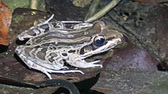 Leptodactylus fragilis