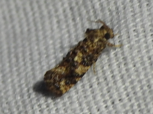 Cresson's Grass Tubeworm Moth photo 6