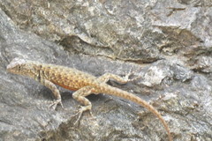 Sceloporus gadoviae