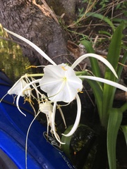 Hymenocallis rotata