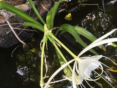 Hymenocallis rotata