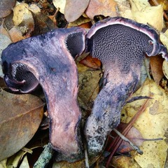 Hydnellum fuscoindicum