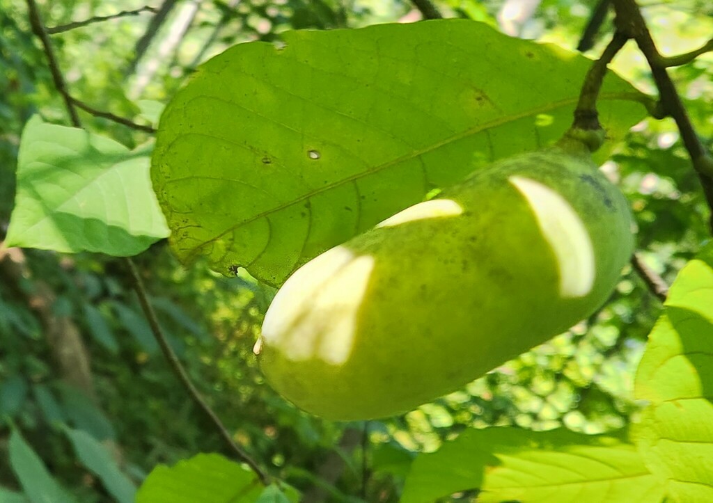 common pawpaw from Posey County, IN, USA on September 1, 2023 at 01:12 ...